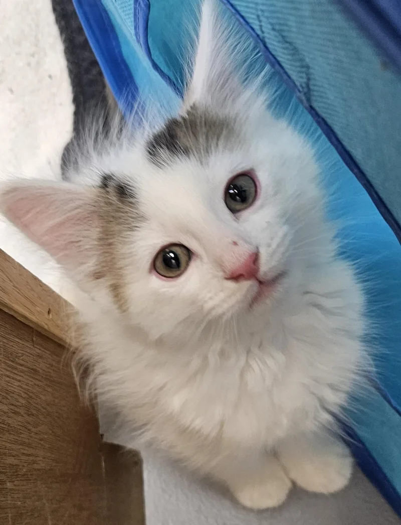 Artemis