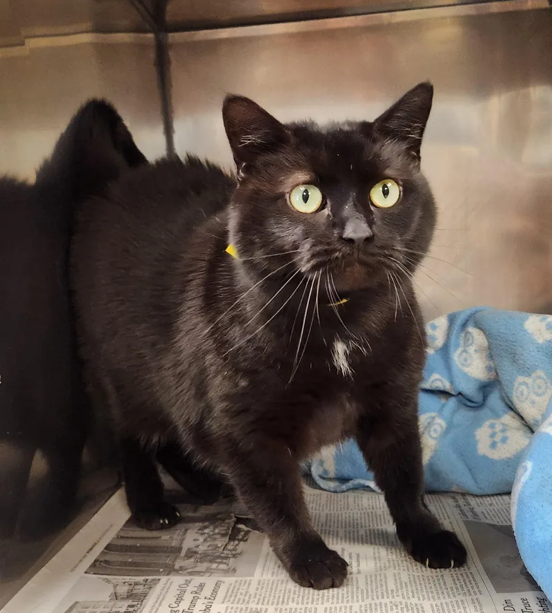 An adult large-sized female Black Domestic Short Hair cat named Sage for adoption in Clayton, NJ
