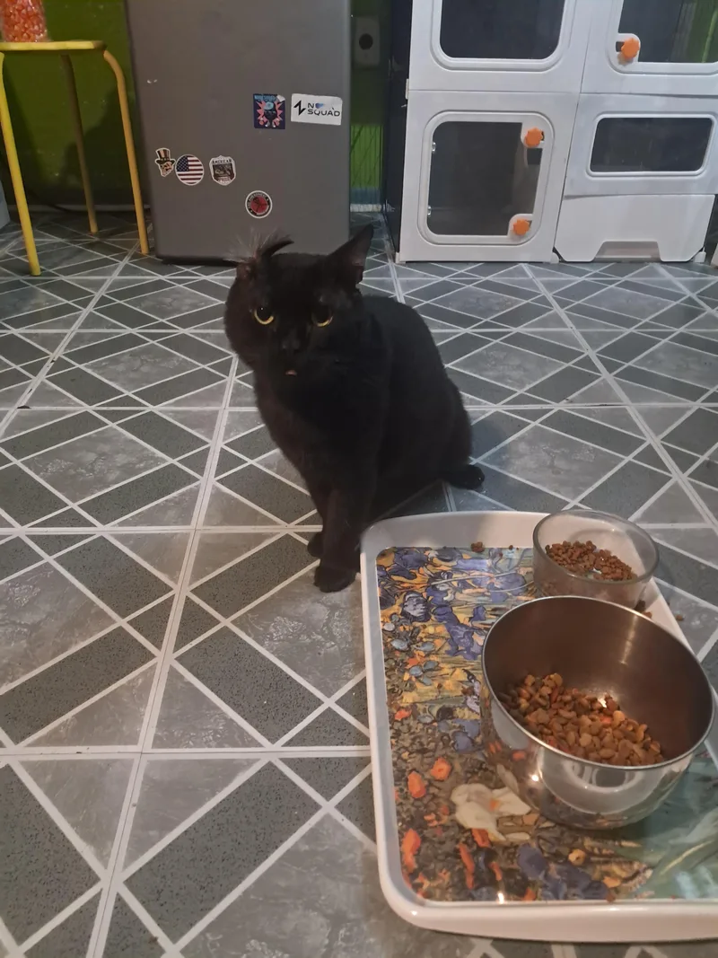 An adult large-sized male Domestic Short Hair cat named Rocky for adoption in EATON PARK, FL