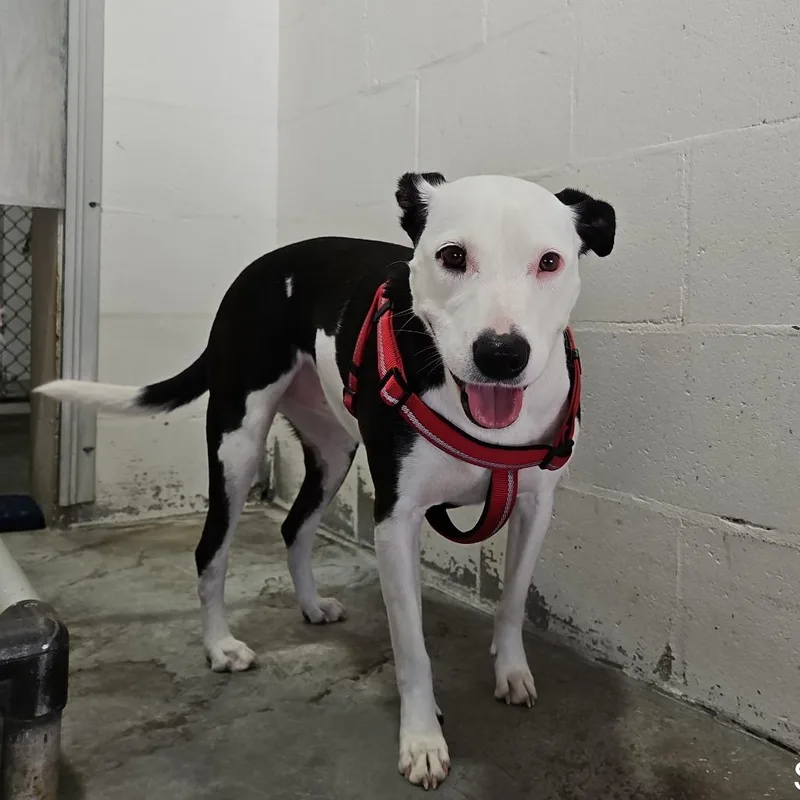 An adult medium-sized female White / Cream Mixed Breed dog named GiGi for adoption in Lake Panasoffkee, FL