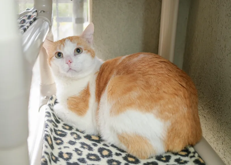 An adult medium-sized male Orange & White Domestic Short Hair cat named Biggby for adoption in Boise, ID