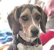 A young small-sized female Tricolor (Brown, Black, & White) Beagle dog named Mia for adoption in Atco, NJ