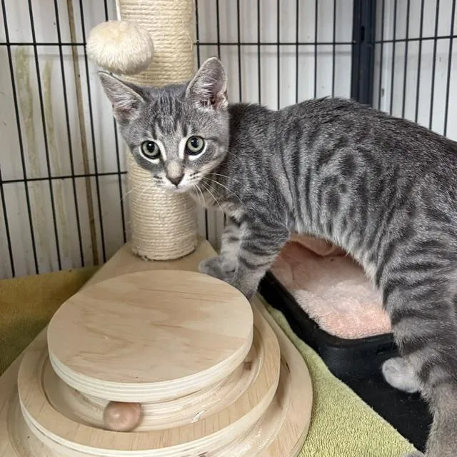 A young medium-sized male Tabby (Gray / Blue / Silver) Tabby cat named Dennis for adoption in Porter, TX