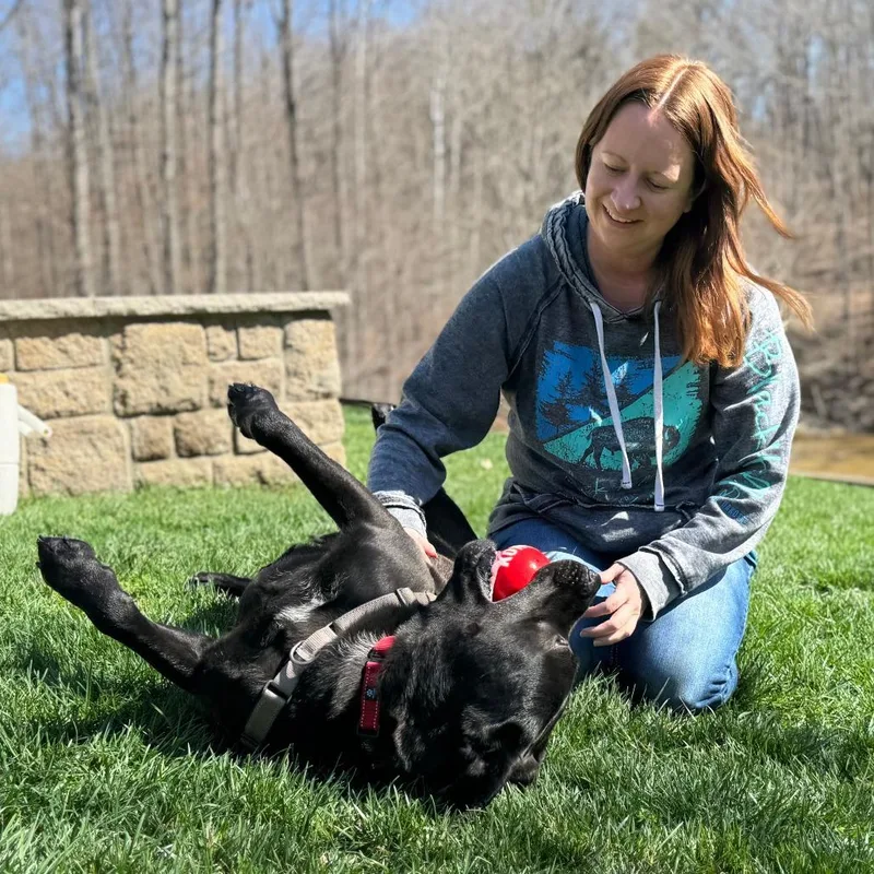An adult large-sized male Black Mixed Breed dog named Brock for adoption in Nashville, IN