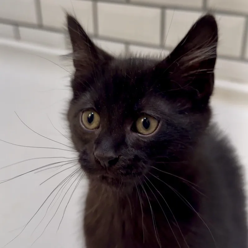 A baby medium-sized male Black Domestic Short Hair cat named Zippy for adoption in West Mifflin, PA