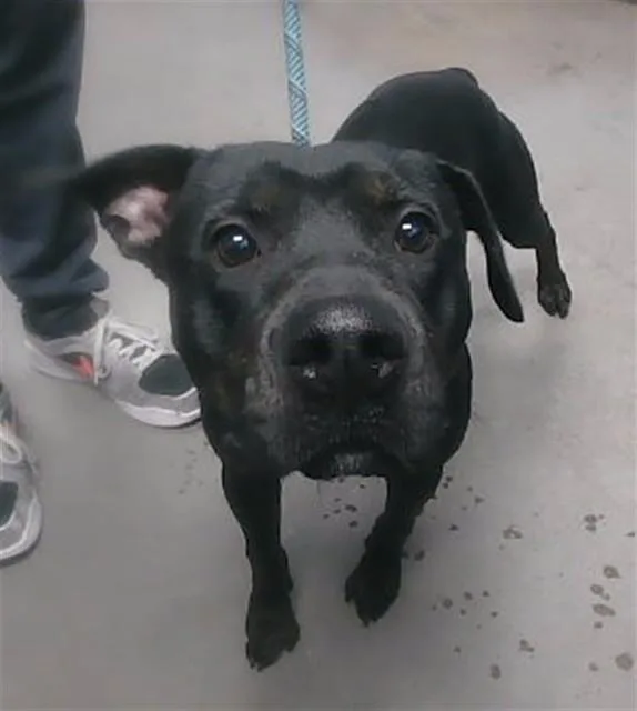 A young large-sized male Pit Bull Terrier dog named Titus for adoption in Phoenix, AZ