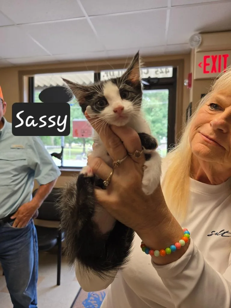 A baby small-sized female Domestic Short Hair cat named Sassy for adoption in Maumelle, AR
