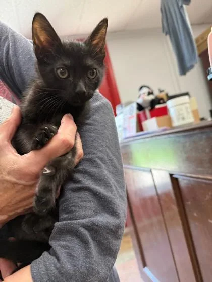 A baby small-sized male Domestic Short Hair cat named Reeses for adoption in Houston, TX