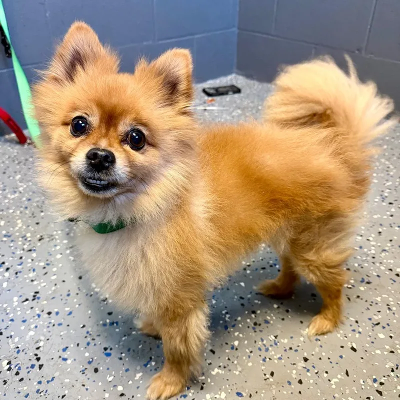 A senior small-sized male Apricot / Beige Pomeranian dog named Tuscstray for adoption in Tuscaloosa, AL