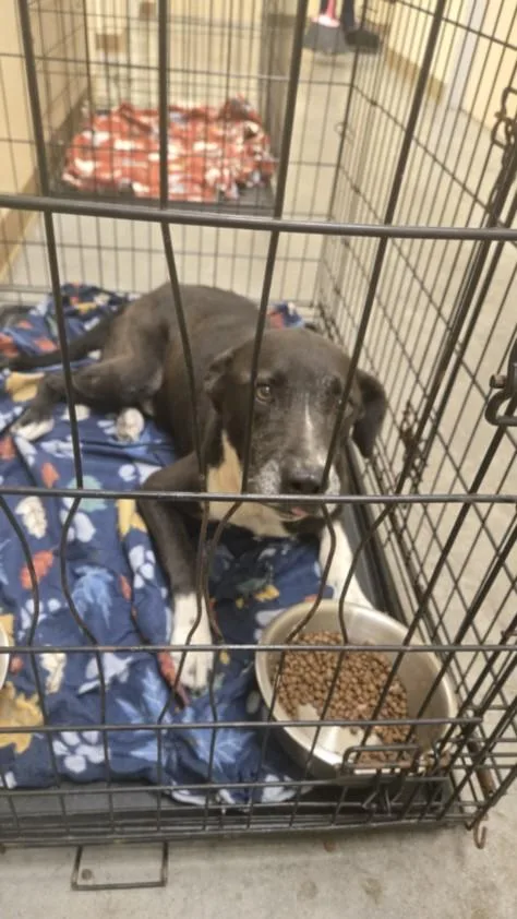 An adult medium-sized male Labrador Retriever dog named Lucky for adoption in Texas City, TX