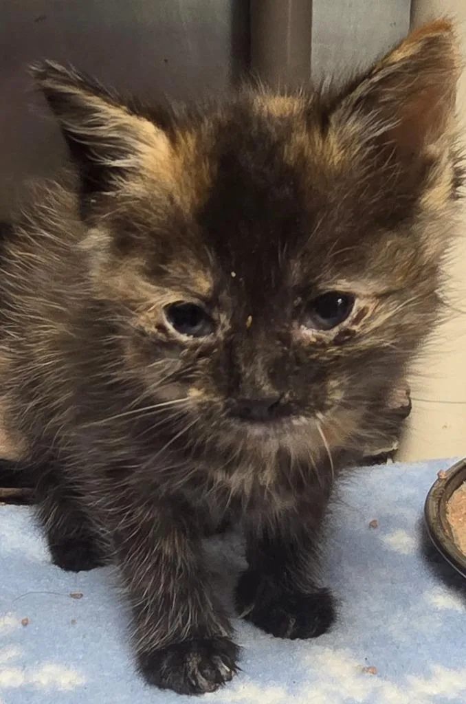 A baby small-sized female Domestic Short Hair cat named Willie Nelson for adoption in Olean, NY