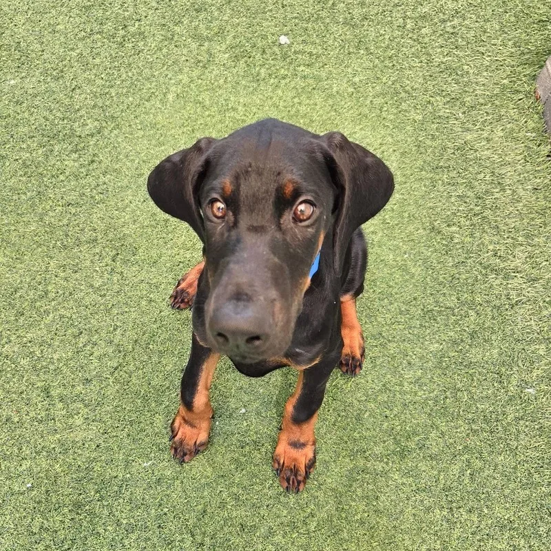 A young medium-sized male Doberman Pinscher dog named Finn for adoption in Oakland Park, FL