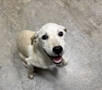 A baby small-sized female Labrador Retriever dog named Twix for adoption in Barnesville, GA