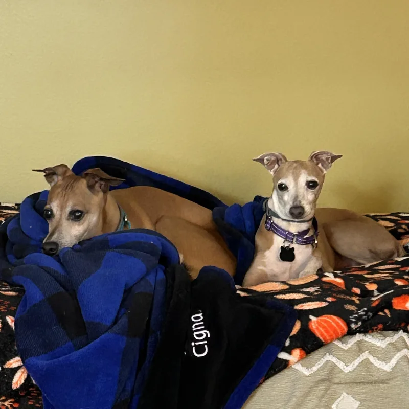 An adult small-sized male Italian Greyhound dog named Luke & Dylan for adoption in Edgewater, MD