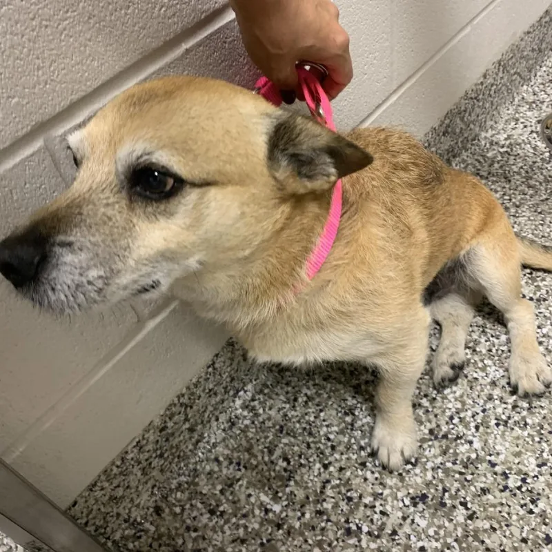 A senior small-sized male Yellow / Tan / Blond / Fawn Terrier dog named Scout for adoption in Morganton, NC