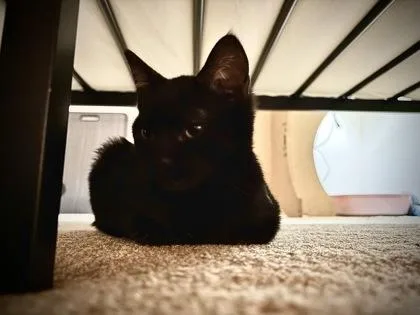 A young small-sized female Domestic Short Hair cat named Luci for adoption in Port Republic, MD