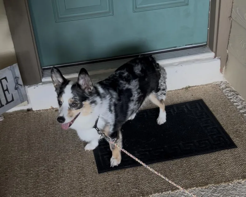 An adult small-sized male Pembroke Welsh Corgi dog named Merlin for adoption in Orlando, FL