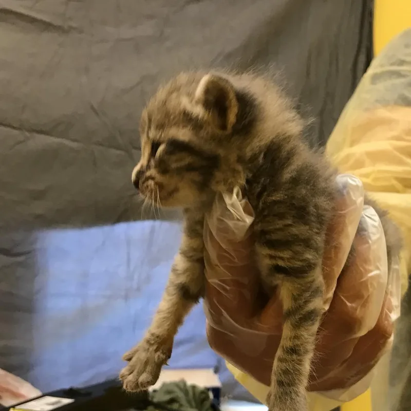 A baby small-sized male Gray / Blue / Silver Domestic Short Hair cat named Lucas for adoption in Newark, NJ