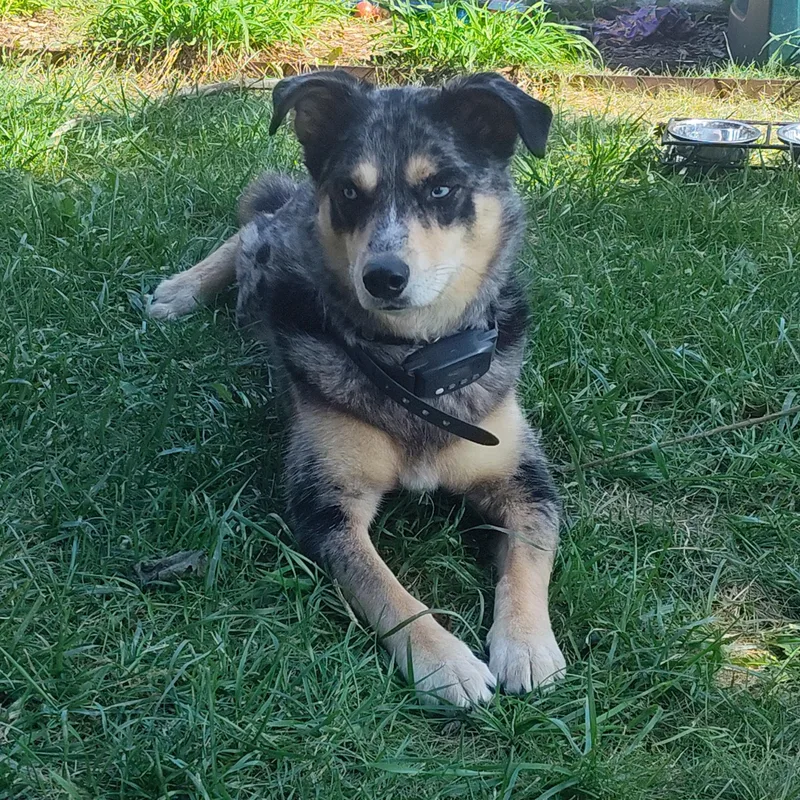 An adult medium-sized female Australian Cattle Dog / Blue Heeler dog named Tanuki & Satori for adoption in Addison, IL