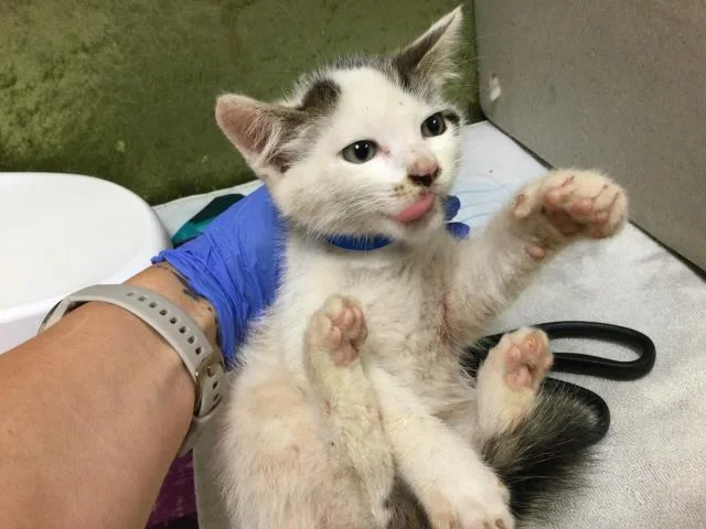 A baby small-sized male Domestic Short Hair cat named Mcnugget for adoption in Riverside, CA