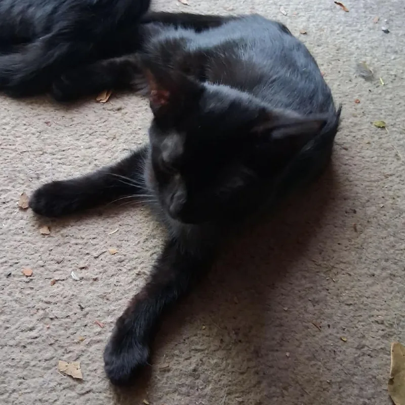 A baby small-sized female American Shorthair cat named Lucy for adoption in mount vernon, AR