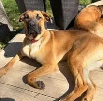 An adult large-sized male Great Dane dog named Zeppelin for adoption in Brooklyn Center, MN