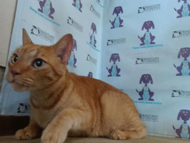 An adult small-sized male Domestic Short Hair cat named Naranja for adoption in Orlando, FL