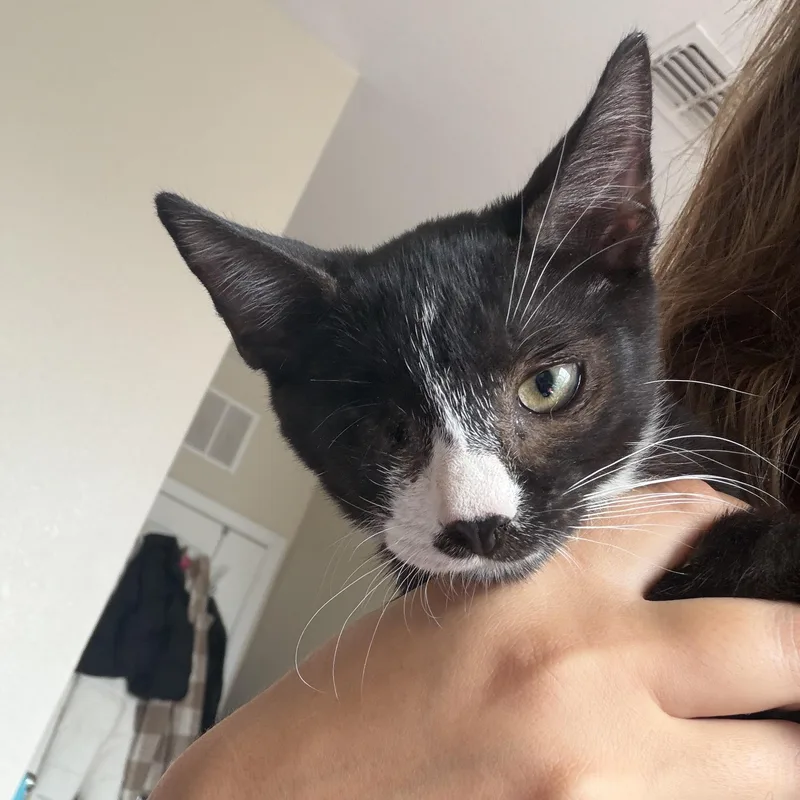 A baby medium-sized male Black & White / Tuxedo Domestic Short Hair cat named Louie for adoption in jacksonville, FL