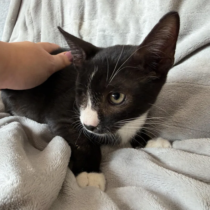 Louie thumbnail 2