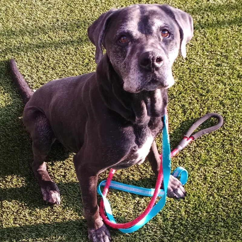 A senior large-sized male Black Mixed Breed dog named Bear for adoption in Washington Township, OH