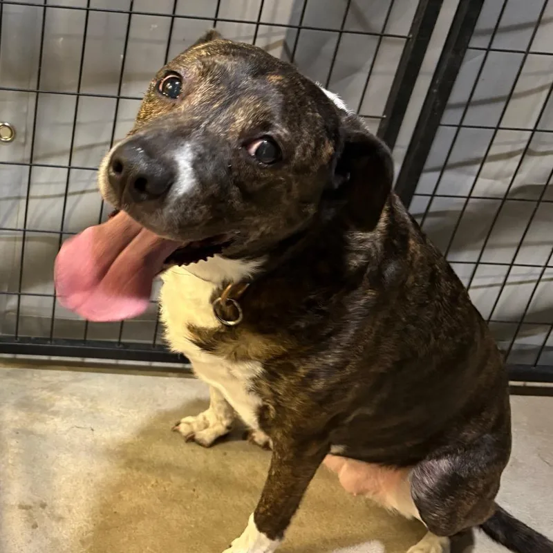 An adult medium-sized female Brindle Pit Bull Terrier dog named Peggy for adoption in Birmingham, AL