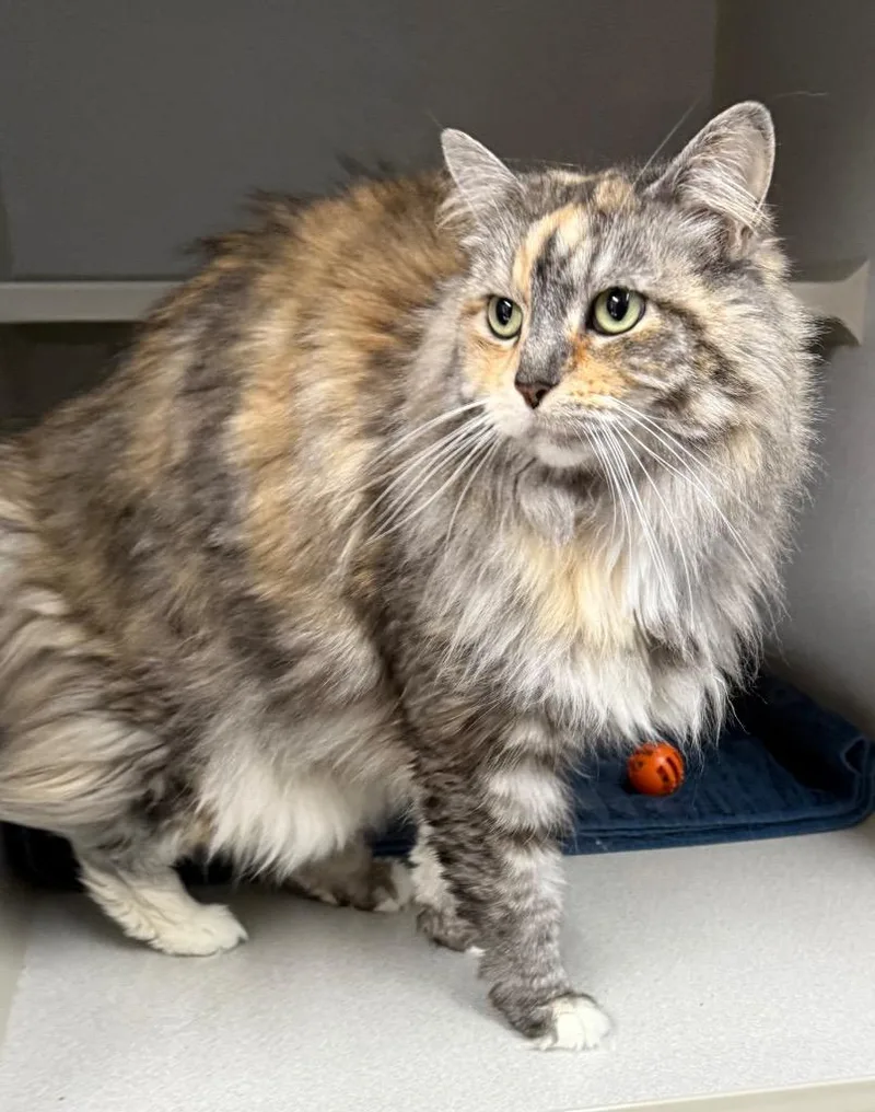 An adult large-sized female Domestic Long Hair cat named Bella for adoption in Greencastle, IN