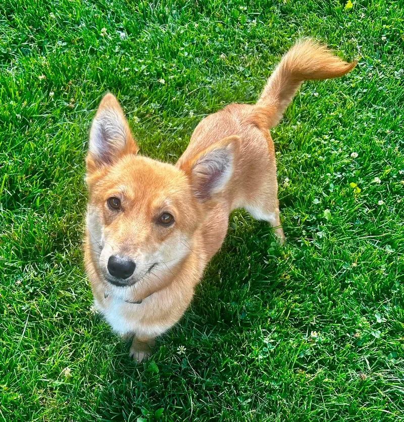 A young small-sized male Yellow / Tan / Blond / Fawn Corgi dog named Kellan for adoption in New Philadelphia, OH