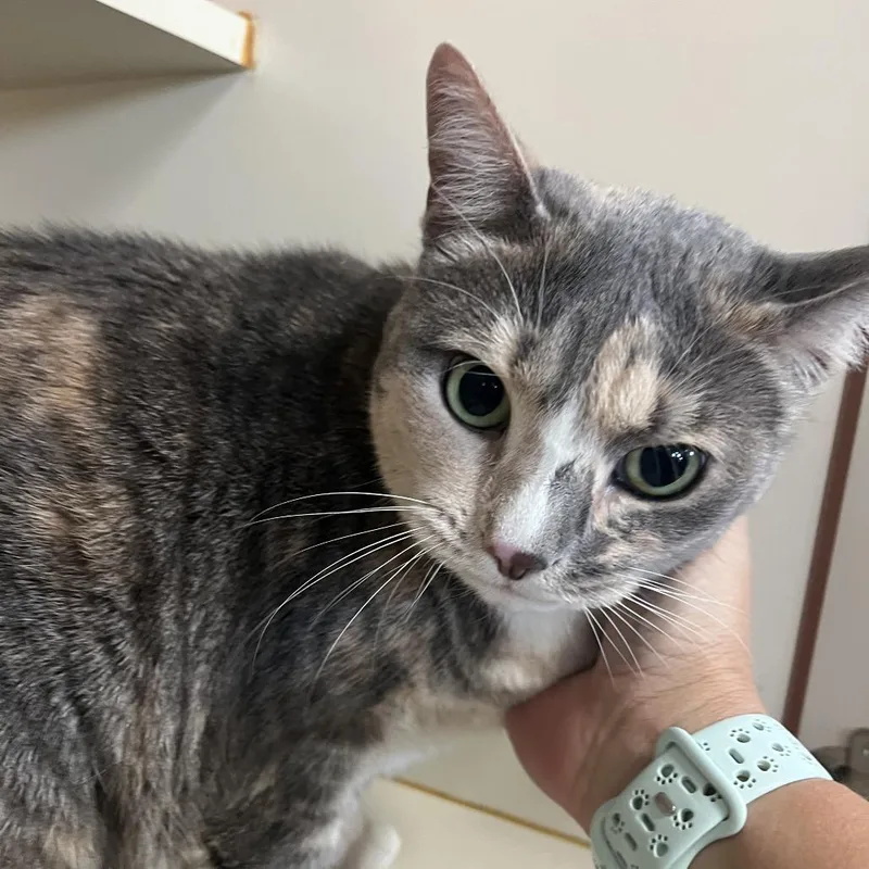 A senior small-sized female Calico Domestic Short Hair cat named Fanny for adoption in Idaho Falls, ID