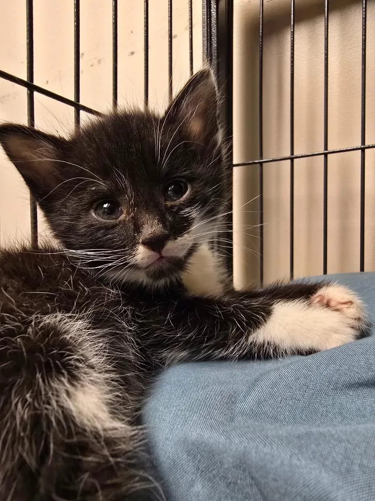 A baby small-sized male Domestic Short Hair cat named Bora Bora for adoption in Blountville, TN