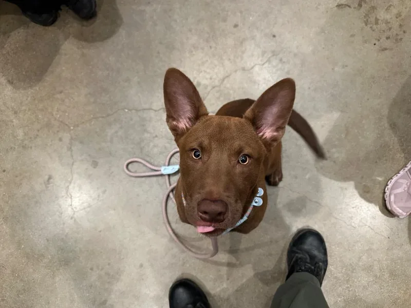 A baby small-sized male Labrador Retriever dog named Blue for adoption in Douglasville, GA