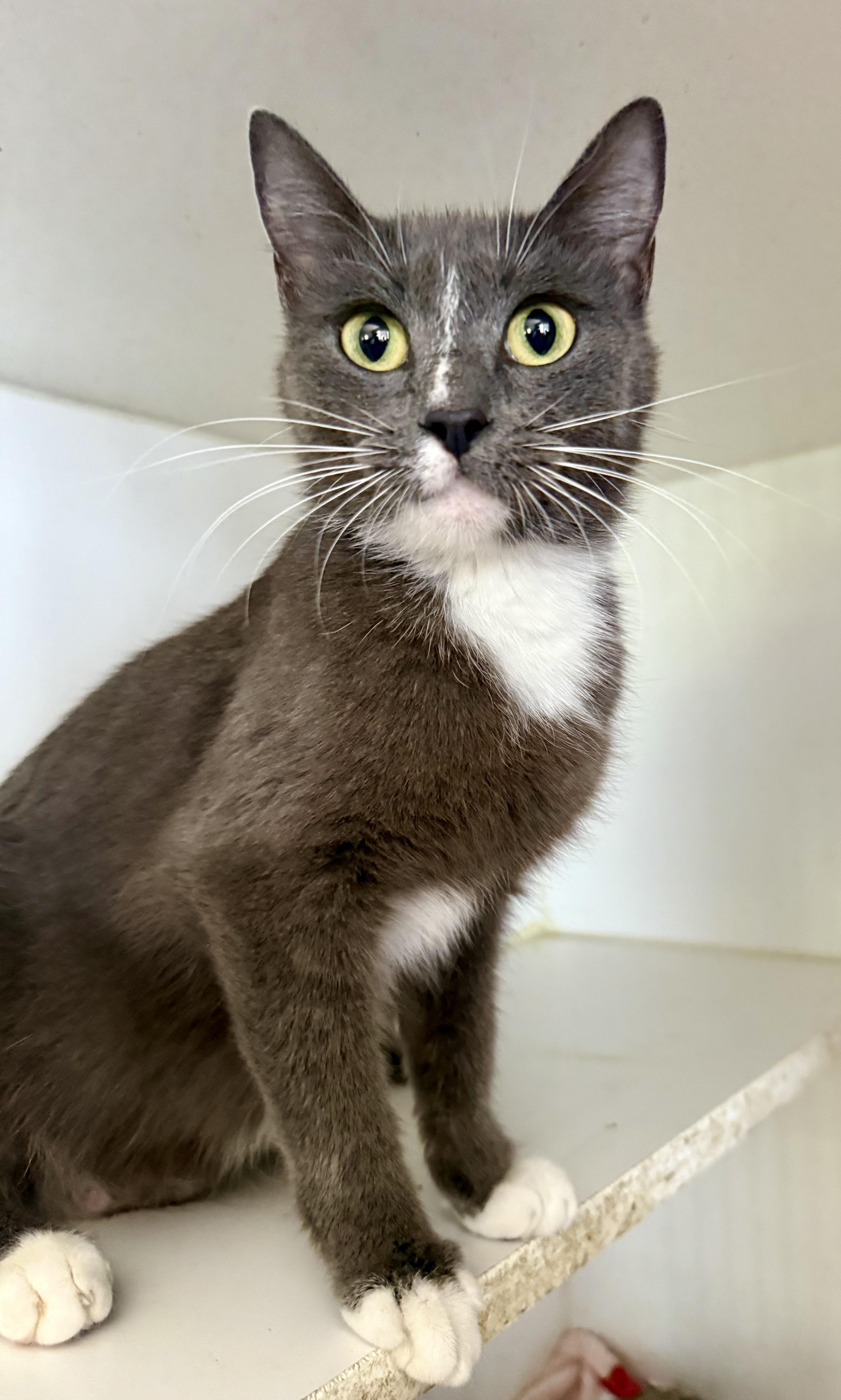 An adult medium-sized female Gray & White Domestic Short Hair cat named Spring for adoption in Shreveport, LA