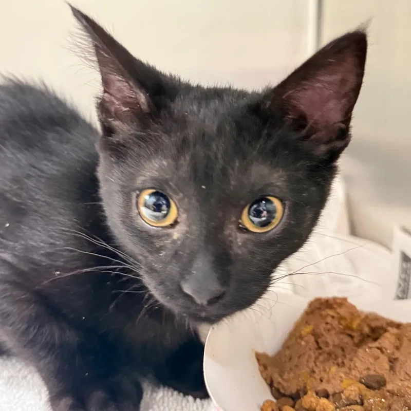 A baby small-sized male Black Domestic Short Hair cat named Carlton for adoption in Perkiomenville, PA