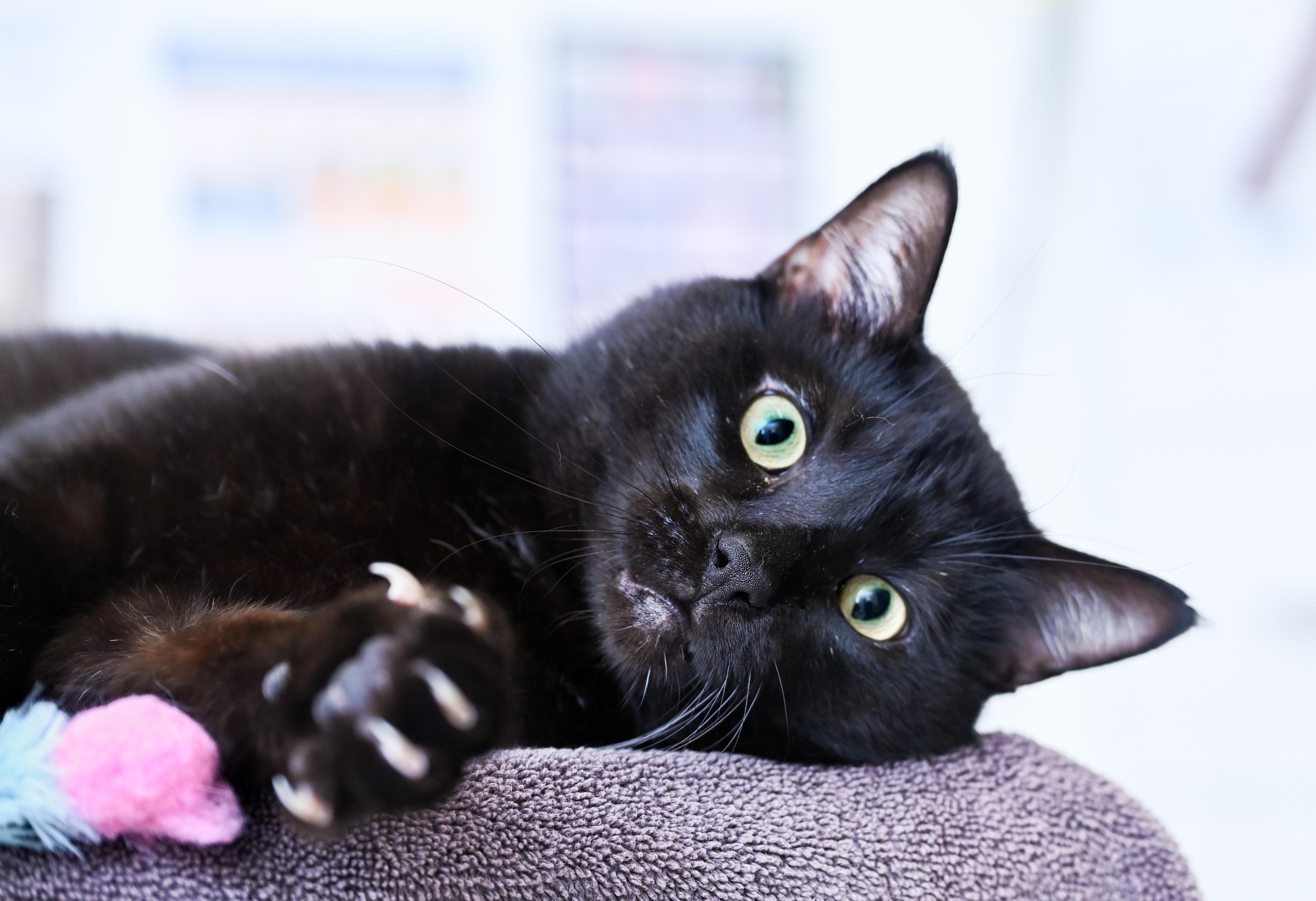 An adult large-sized male Black Domestic Short Hair cat named Shadowkin for adoption in Chattanooga, TN
