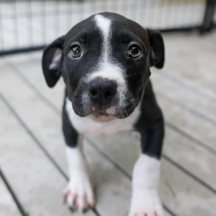 A baby medium-sized male Black Mixed Breed dog named Coconut for adoption in Bradenton, FL