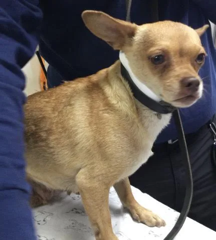 An adult small-sized female Chihuahua dog named Meatball for adoption in Riverside, CA