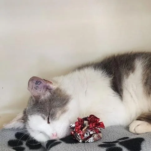 A senior medium-sized male White Domestic Short Hair cat named Frankie for adoption in Kennett Square, PA
