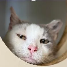 Frankie thumbnail 2