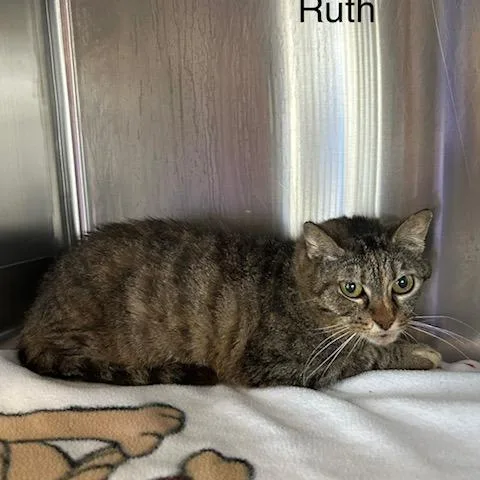 An adult medium-sized female Gray / Blue / Silver Domestic Short Hair cat named Ruth for adoption in Knoxville, TN