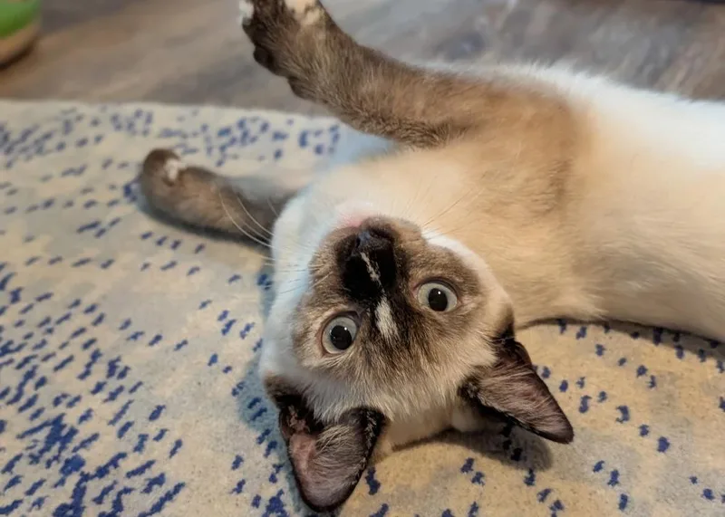 A baby medium-sized female Domestic Short Hair cat named Frankie for adoption in Silver Spring, MD
