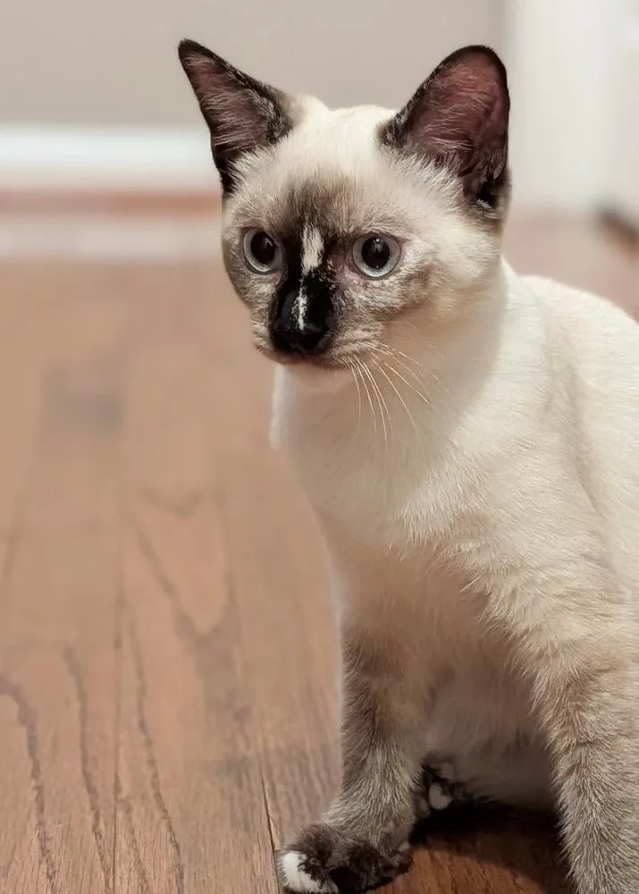 Frankie thumbnail 3