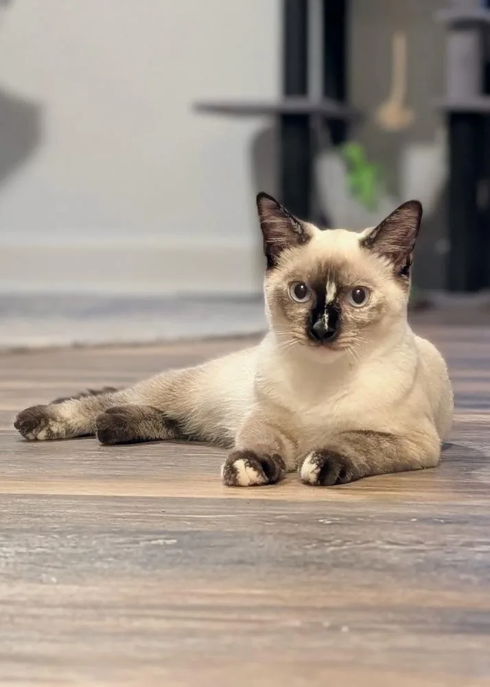 Frankie thumbnail 6