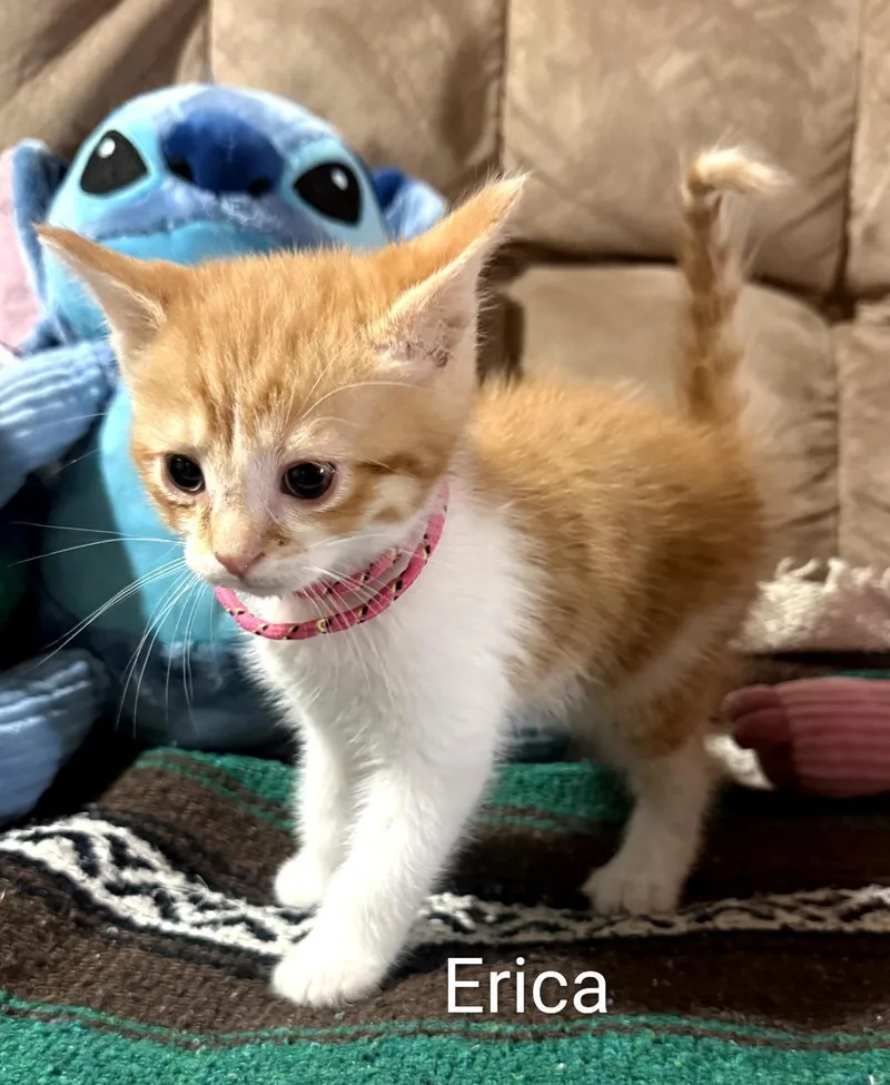 A baby medium-sized female Orange & White Domestic Short Hair cat named Erica for adoption in Binghamton, NY