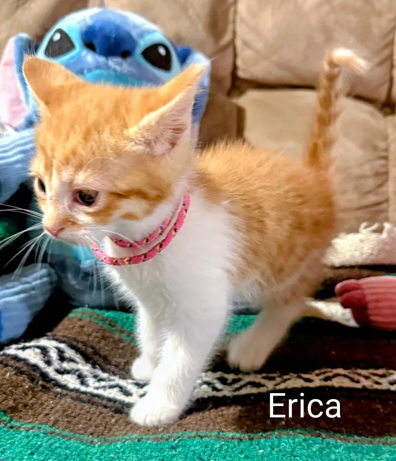 Erica thumbnail 2