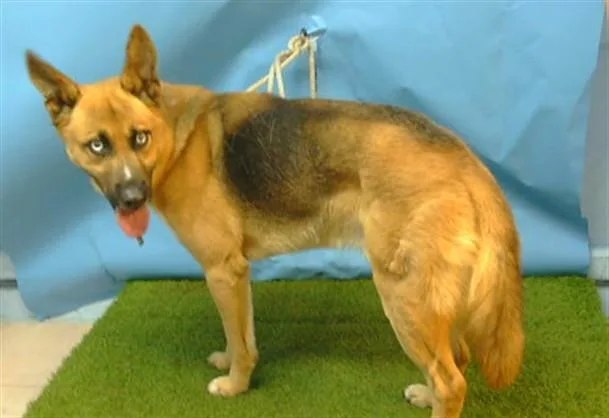 An adult medium-sized male German Shepherd Dog dog named Rocco for adoption in Gardena, CA